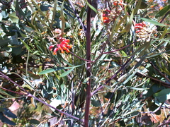 Grevillea refracta