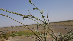 Heliotropium calcareum