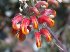 Grevillea refracta