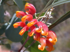 Grevillea refracta