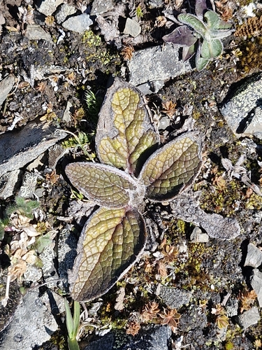 Brachyglottis bellidioides observed 2026-10-18
