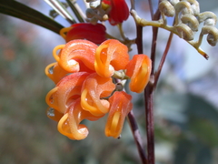 Grevillea refracta