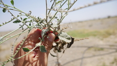 Heliotropium calcareum