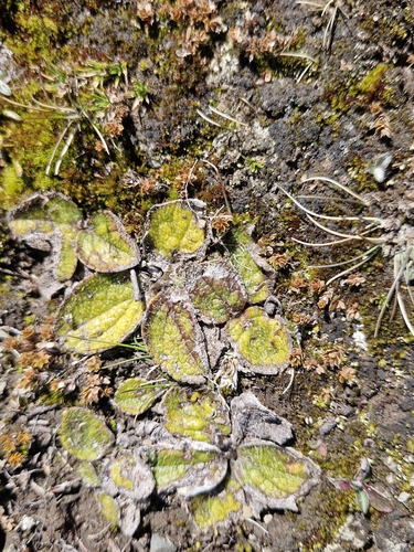 Brachyglottis bellidioides observed 2026-10-18