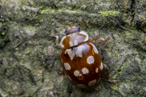 18-spot Ladybird, Heilig Landstichting, Netherlands, photo 4 of 10