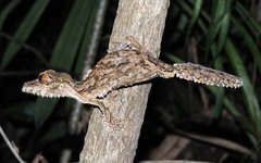 Uroplatus sameiti