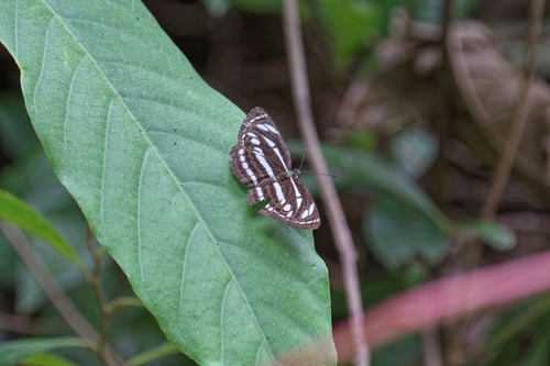 Neptis leucoporos