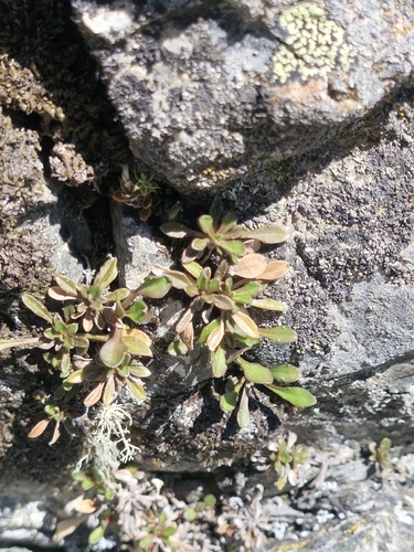 Wahlenbergia albomarginata observed 2026-10-18