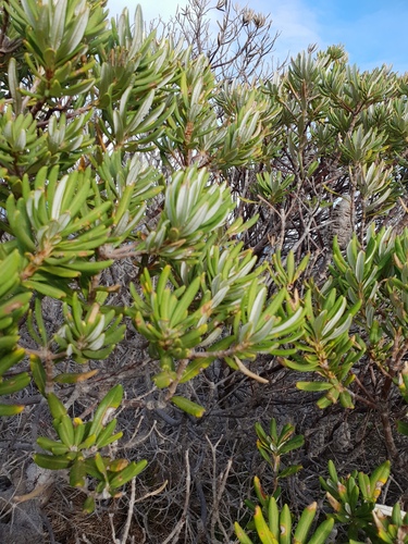 Banksia verticillata (Banksia verticillata)