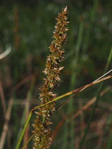 Carex appressa observed 2026-10-20
