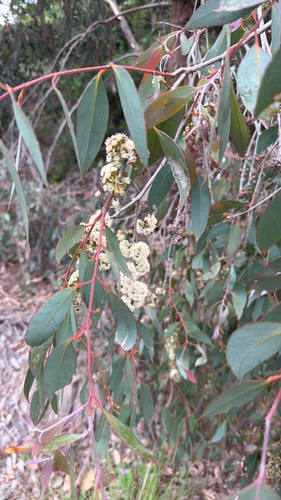 Eucalyptus dives observed 2026-10-20