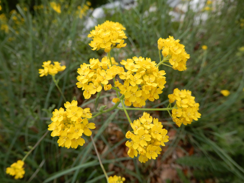 Aurinia petraea