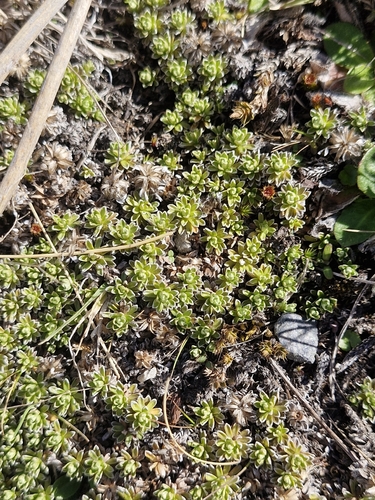 Raoulia subsericea observed 2026-10-18