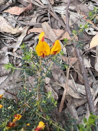 Pultenaea gunnii observed 2026-10-20