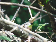 Stenocercus iridescens