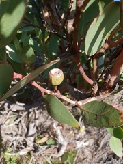 Eucalyptus angulosa