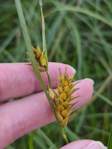 Carex vesicaria observed 2026-10-18