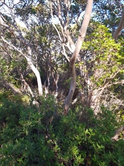 Eucalyptus angulosa