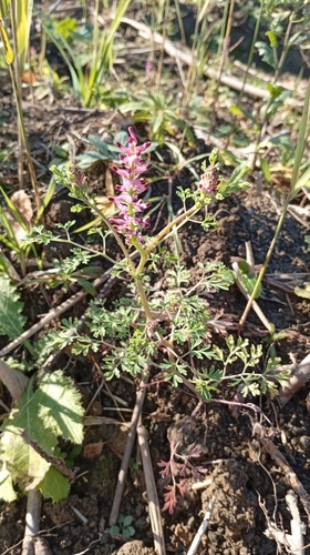 Fumaria officinalis observed 2026-10-19