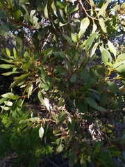 Eucalyptus angulosa