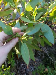 Eucalyptus angulosa