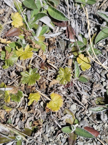 Geranium sessiliflorum observed 2026-10-18
