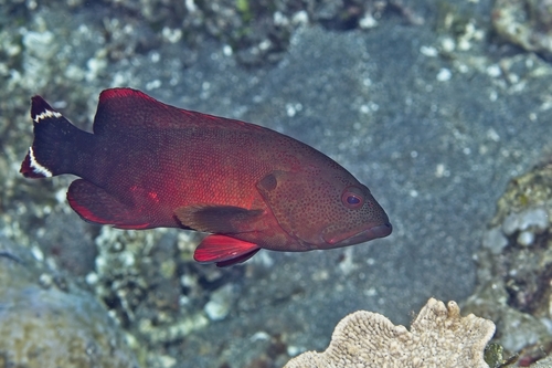 Cephalopholis urodeta observed 2026-10-15
