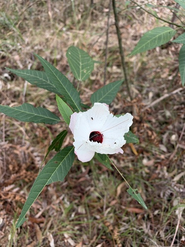 Hibiscus heterophyllus observed 2026-10-20