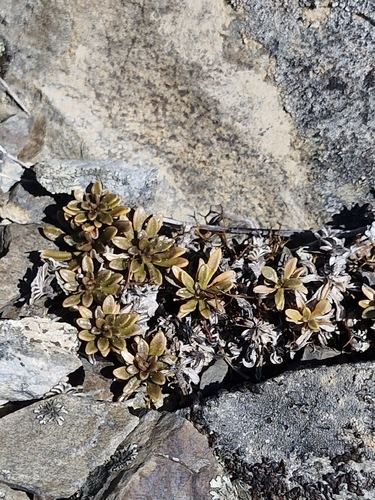 Wahlenbergia albomarginata observed 2026-10-18