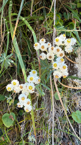 Anaphalis morrisonicola observed 2026-10-18