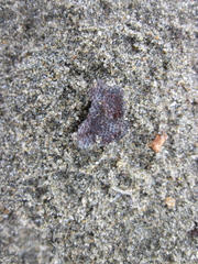 Watersipora subtorquata