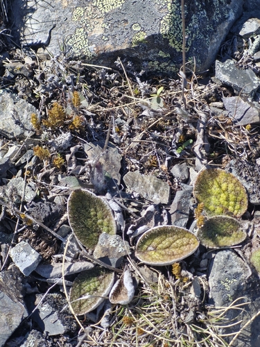 Brachyglottis bellidioides observed 2026-10-18