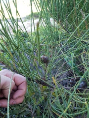 Allocasuarina humilis