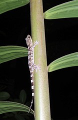 Blaesodactylus antongilensis