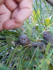Allocasuarina humilis