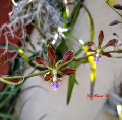 Encyclia halbingeriana
