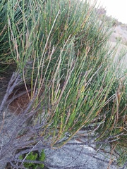 Allocasuarina humilis