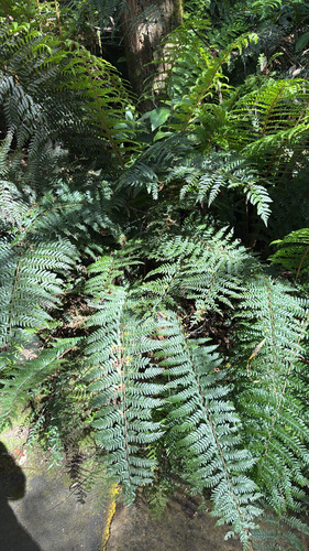 Polystichum proliferum observed 2026-10-20
