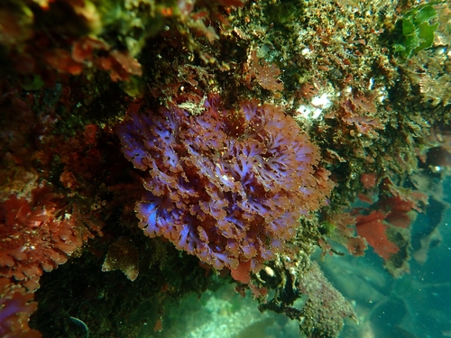 Gloiocladia laciniata observed 2026-10-19