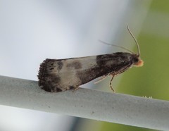 Notocelia cynosbatella