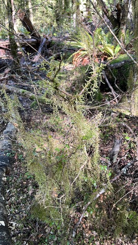 Weymouthia mollis observed 2026-10-20