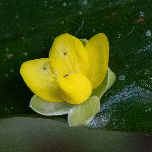 Schumacheria castaneifolia observed 2026-10-02
