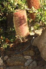Banksia praemorsa