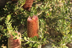 Banksia praemorsa