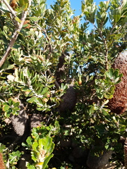 Banksia praemorsa