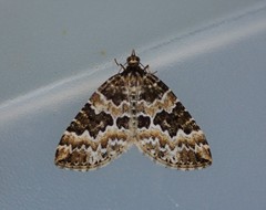 Electrophaes corylata