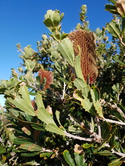 Banksia praemorsa