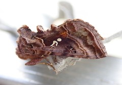 Autographa pulchrina
