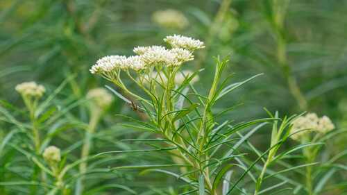 Cassinia longifolia, 2026-10-14