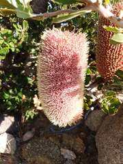 Banksia praemorsa